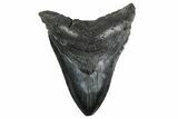 Fossil Megalodon Tooth - South Carolina #352193-1